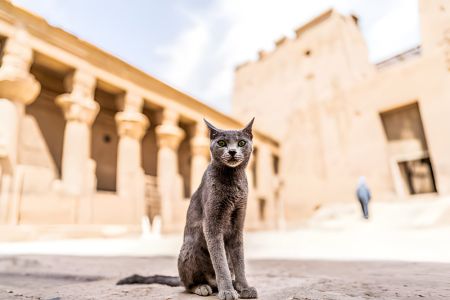 Ancient Egyptian Animal Gods