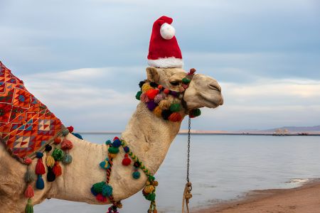 How Is The Christmas In Egypt?
